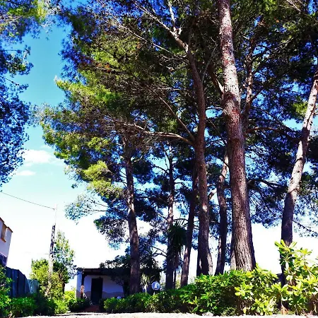 Arbordomus *